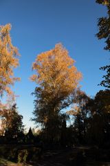 Herbstliches Birkenkleid im Sonnenlicht