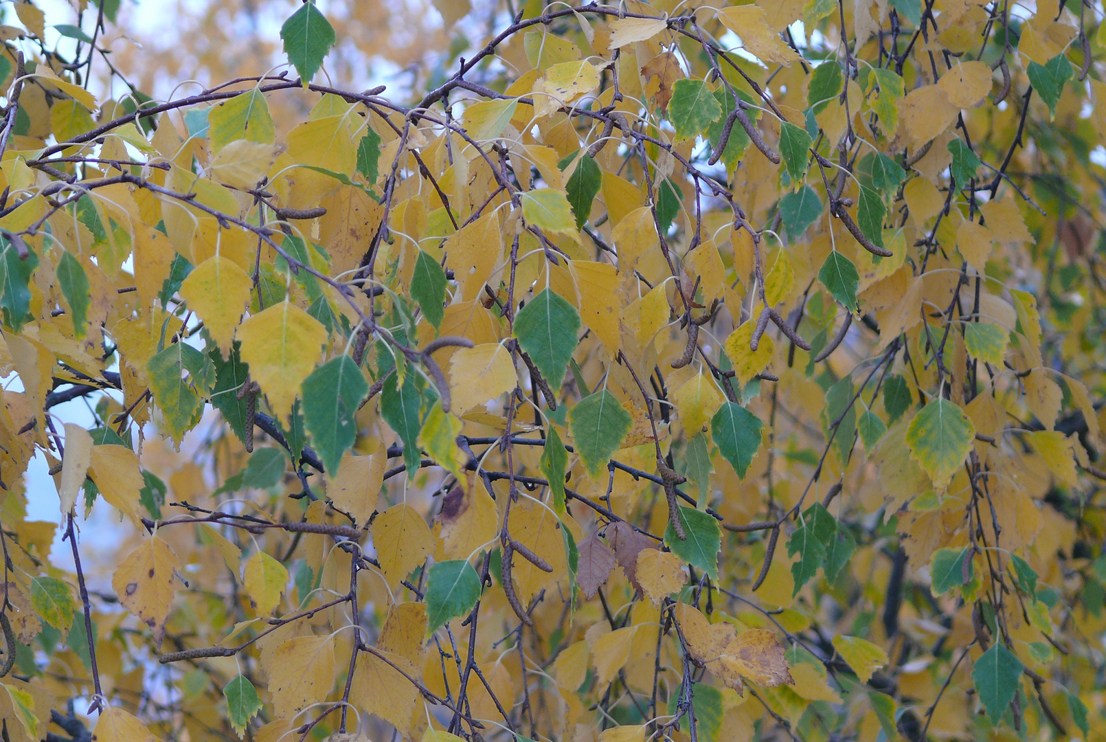 herbstliches Birkenlaub