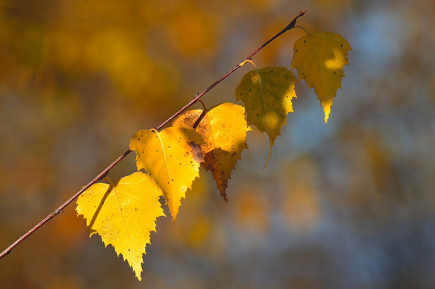 herbstliches Birkenlaub