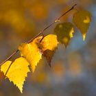 herbstliches Birkenlaub