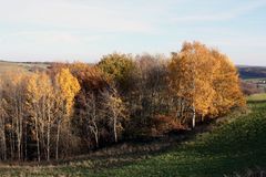 herbstliches Birkenwäldchen im Grund