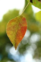 Herbstliches Birnenblatt