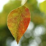 Herbstliches Birnenblatt