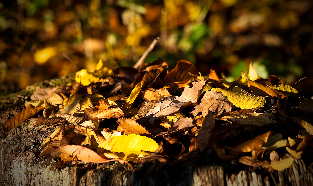 herbstliches Blätter wirrwarr