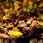 herbstliches Blätter wirrwarr