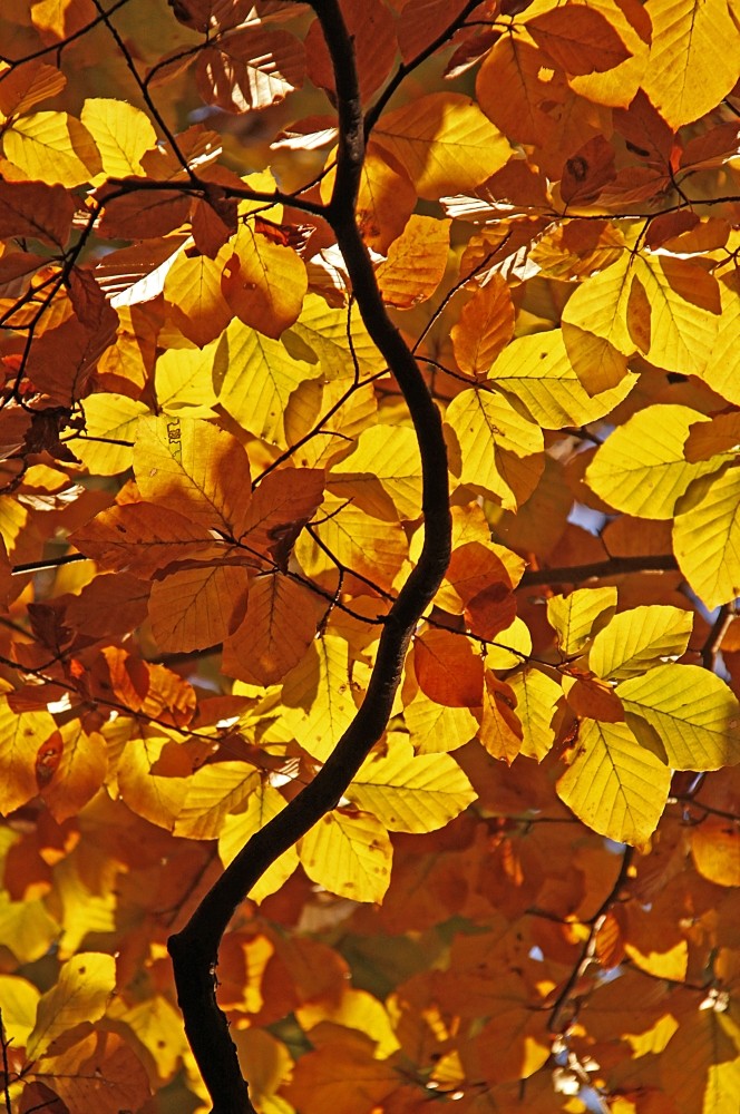 Herbstliches Blätterdach 01