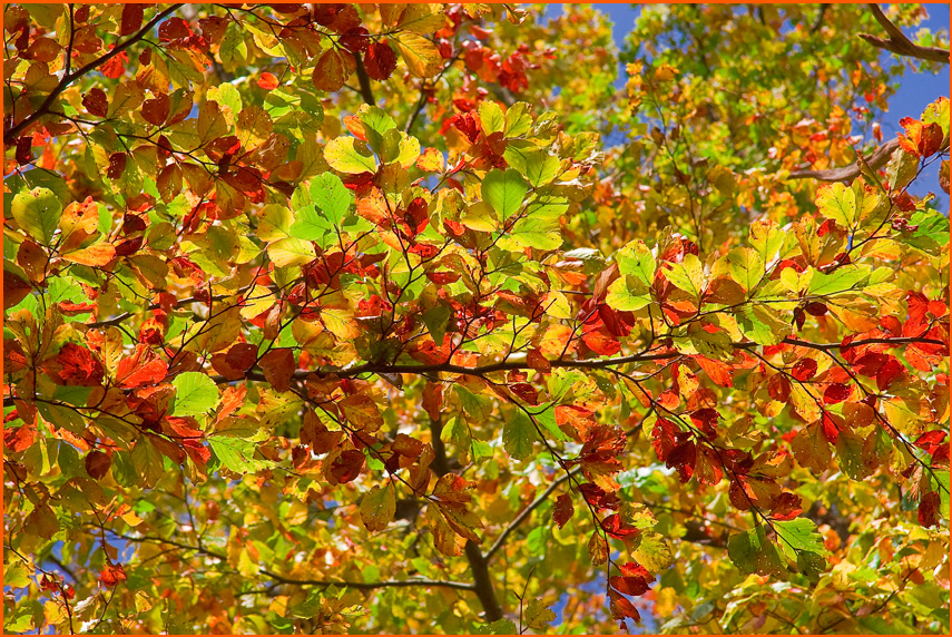 Herbstliches Blätterdach...