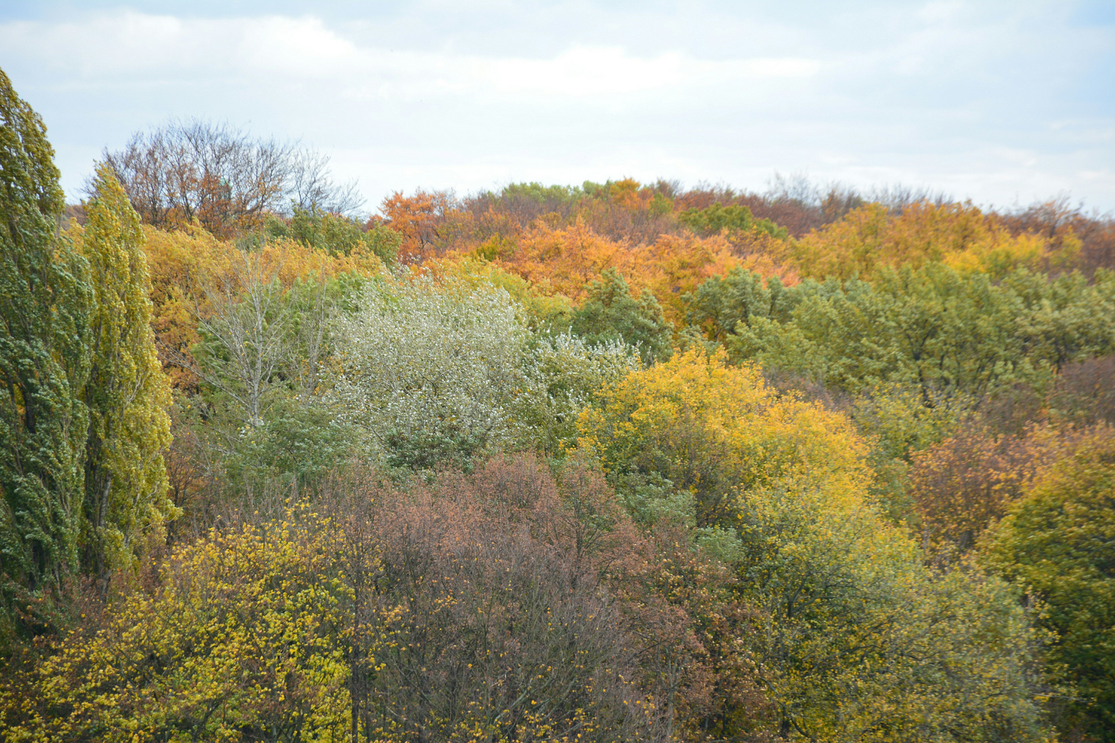 Herbstliches Blätterdach