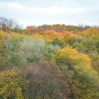 Herbstliches Blätterdach