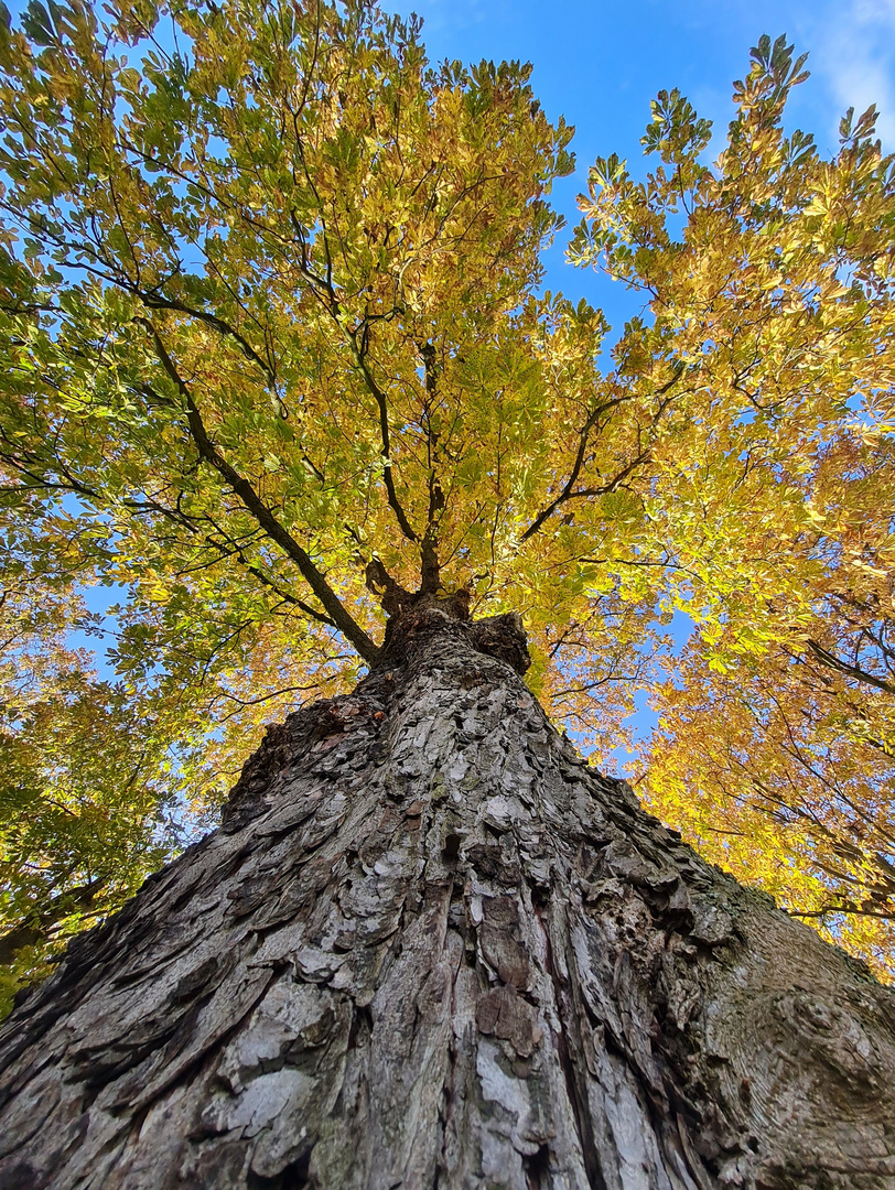 Herbstliches Blätterdach