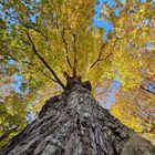 Herbstliches Blätterdach