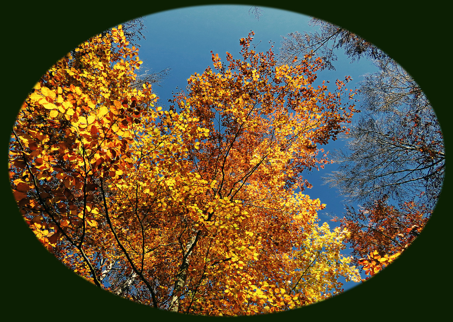 Herbstliches Blätterdach