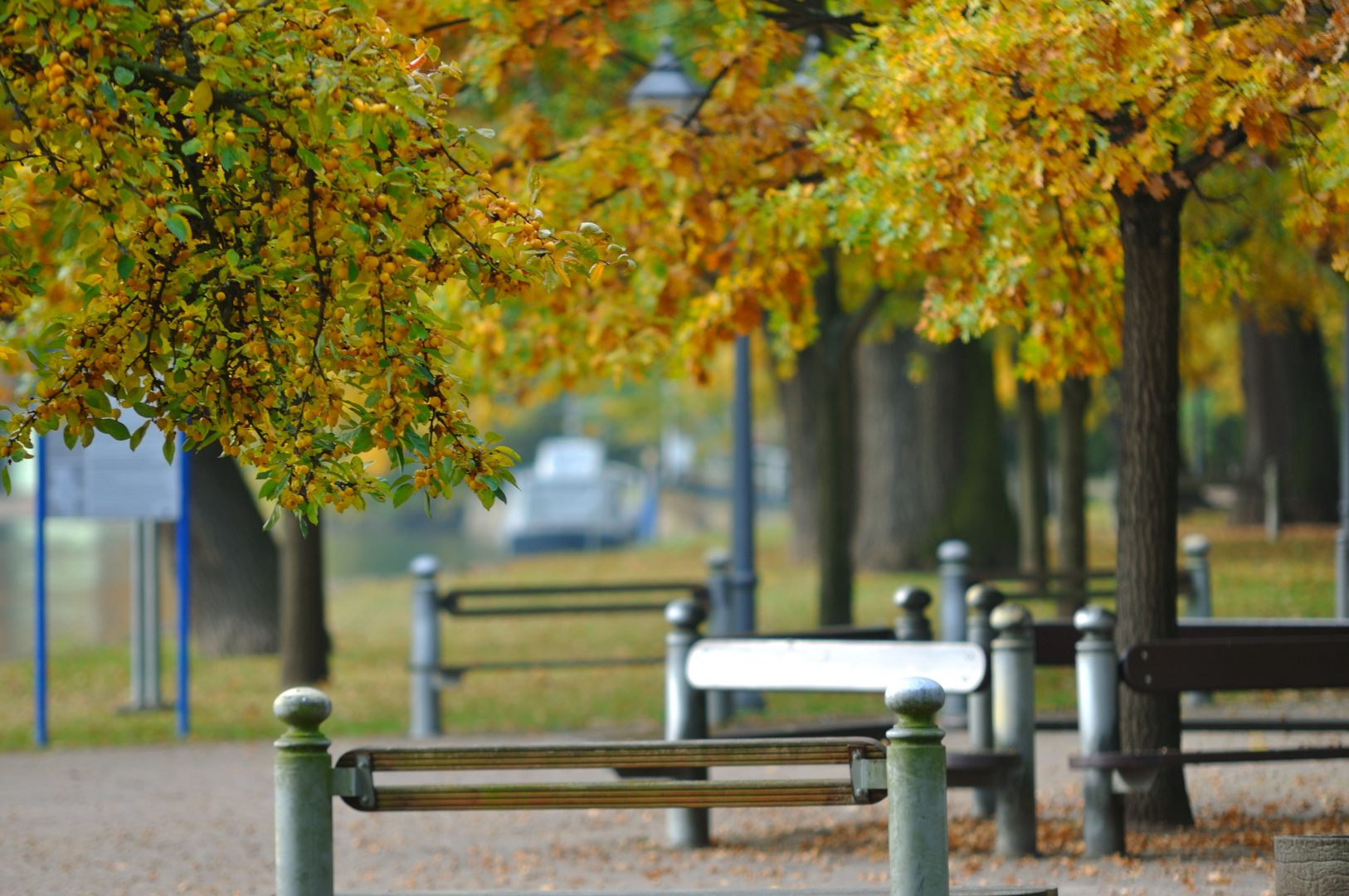 Herbstliches Blätterdach