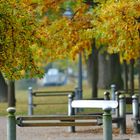 Herbstliches Blätterdach