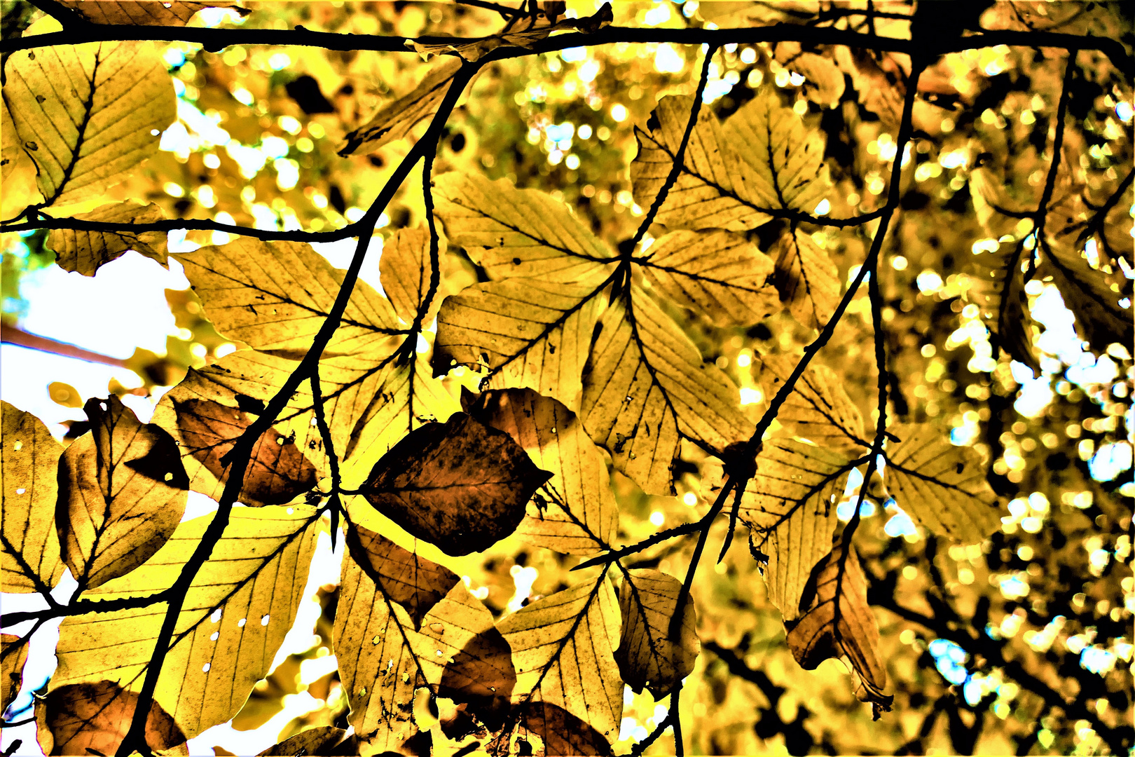 herbstliches Blätterdach