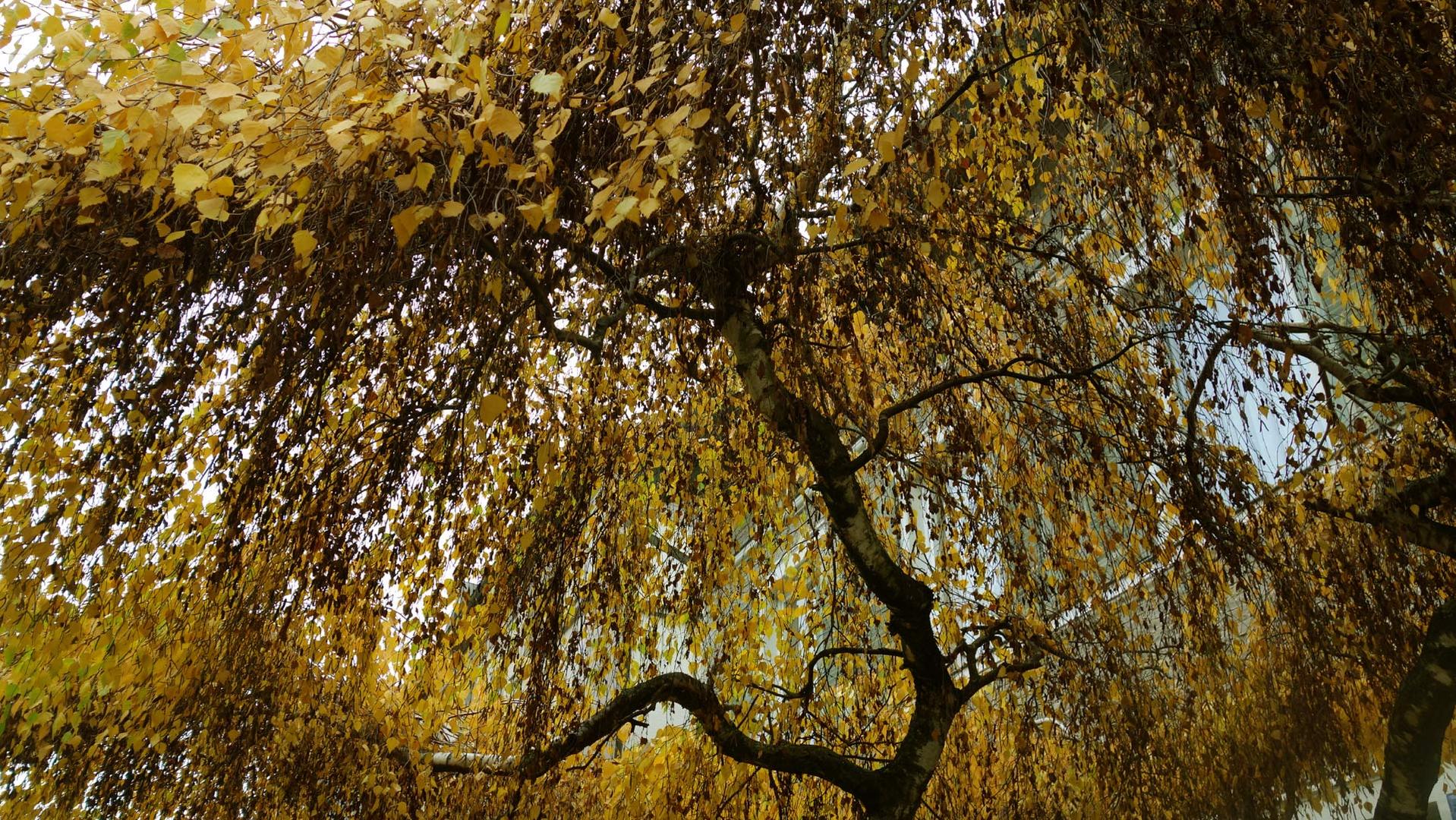 Herbstliches-Blätterdach-