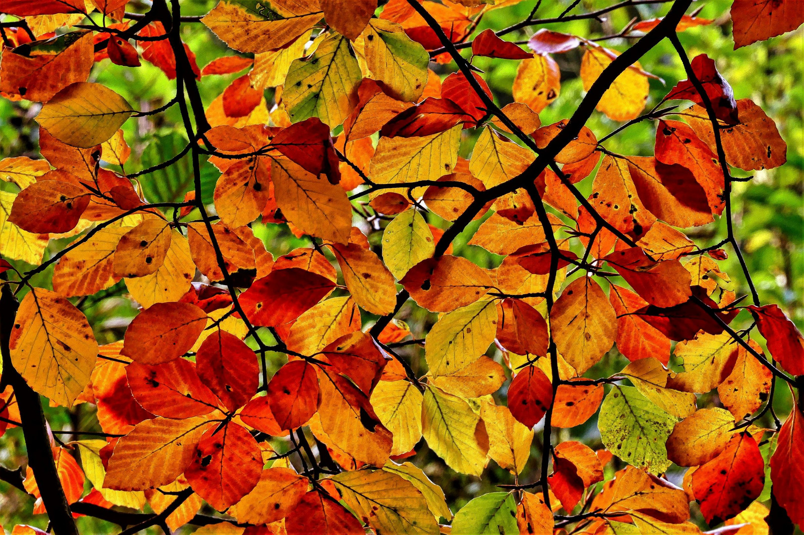 Herbstliches Blätterdach