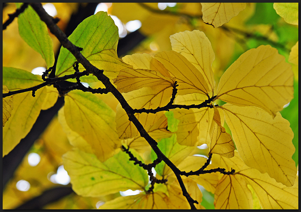 Herbstliches Blätterdach