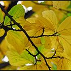 Herbstliches Blätterdach