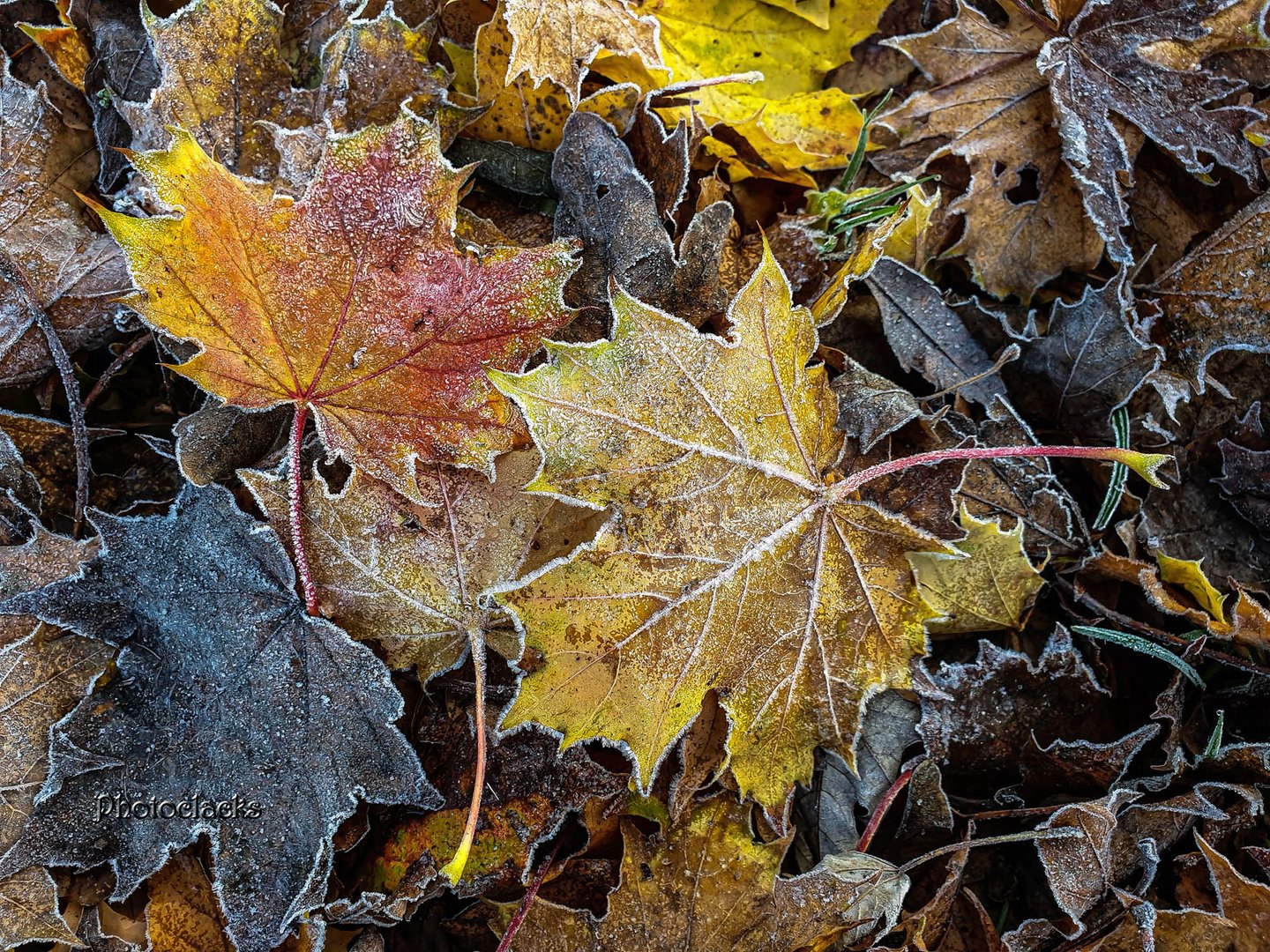 Herbstliches Blätterlei