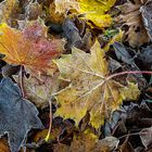 Herbstliches Blätterlei