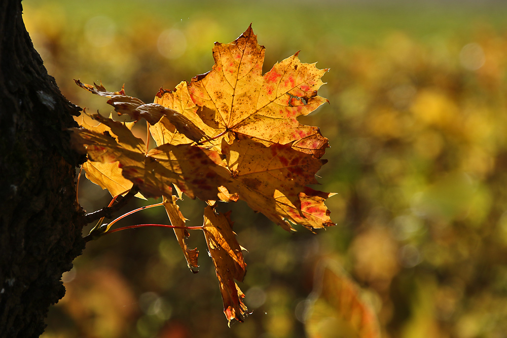 herbstliches Blätterleuchten