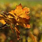 herbstliches Blätterleuchten