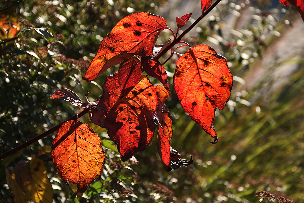 herbstliches Blätterleuchten