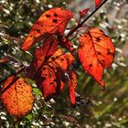 herbstliches Blätterleuchten