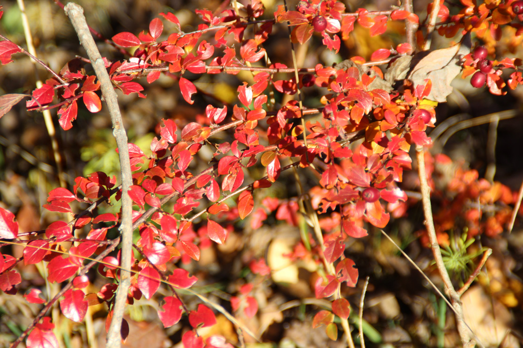  Herbstliches Blätterleuchten 