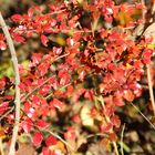  Herbstliches Blätterleuchten 