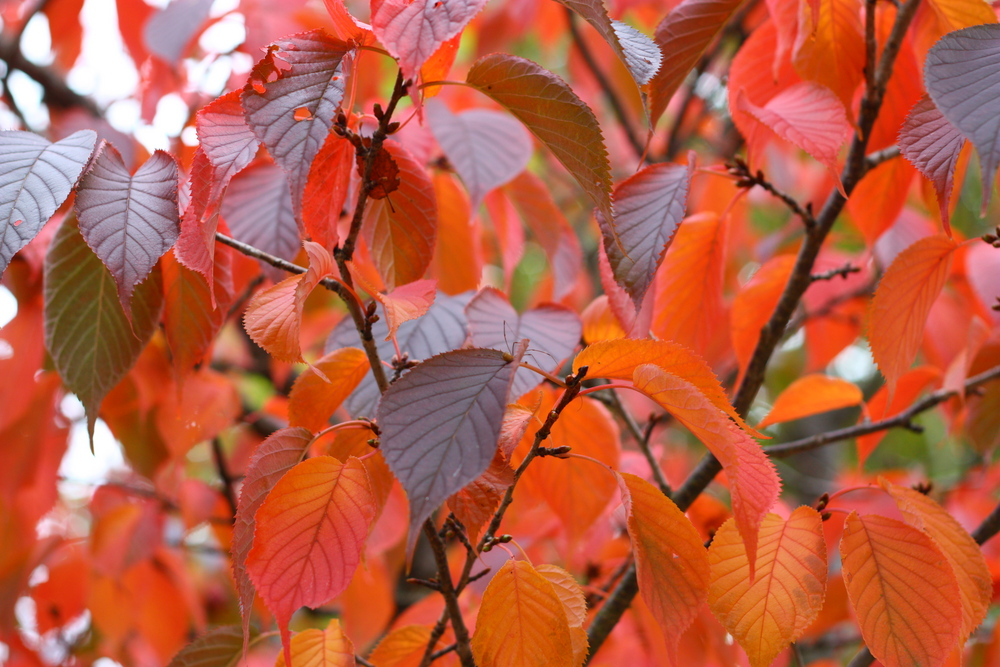 Herbstliches Blätterrauschen