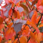 Herbstliches Blätterrauschen