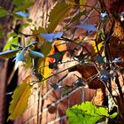 Herbstliches Blätterspiel im Kreuzberger Hinterhof