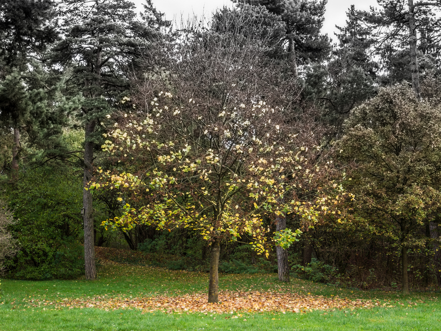 Herbstliches Blättersterben