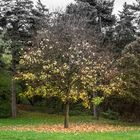 Herbstliches Blättersterben