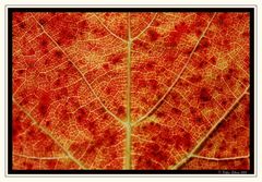 herbstliches Blatt _#10347_1_1