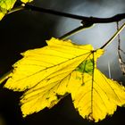 herbstliches Blatt