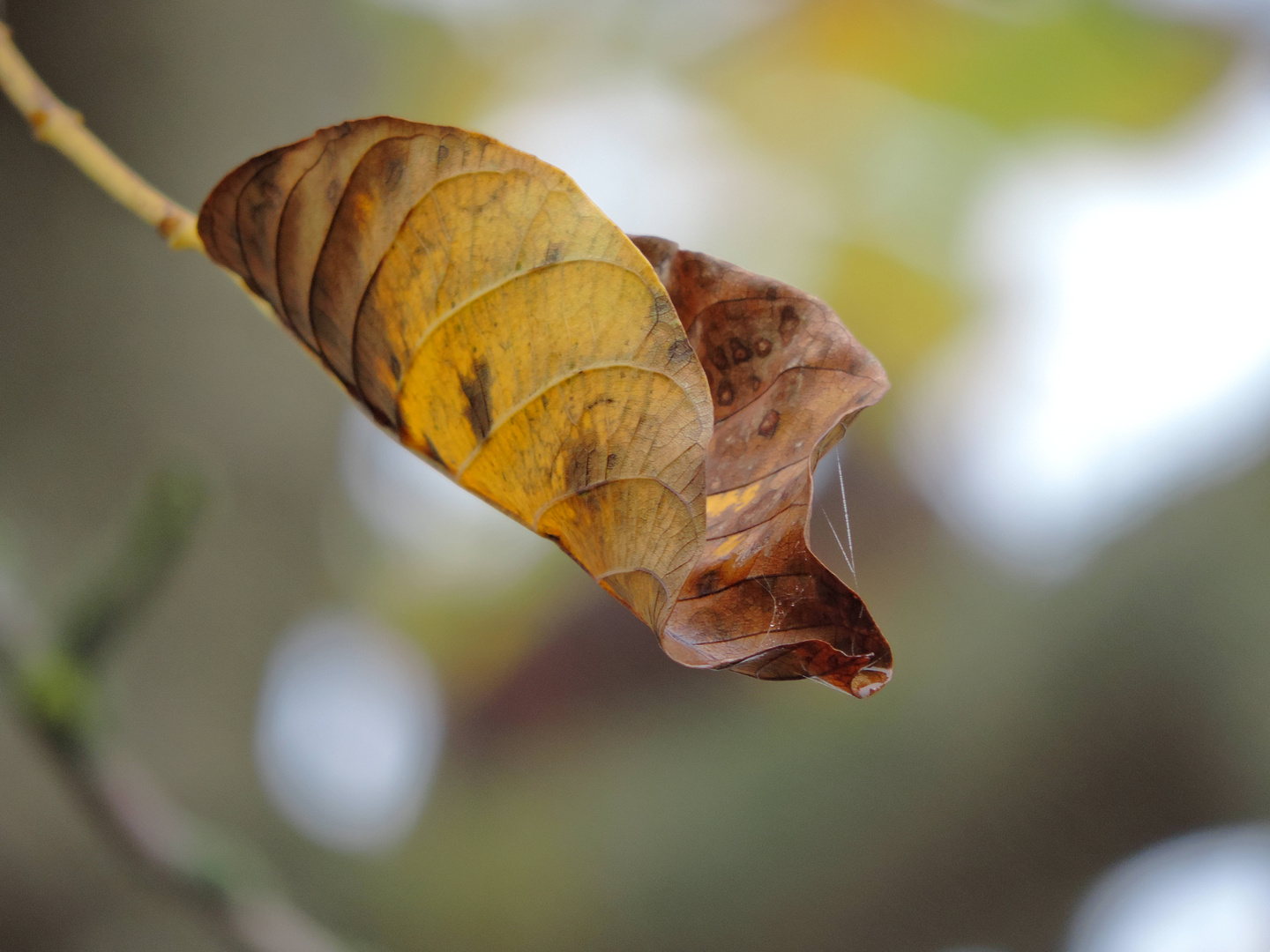 herbstliches Blatt