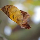 herbstliches Blatt