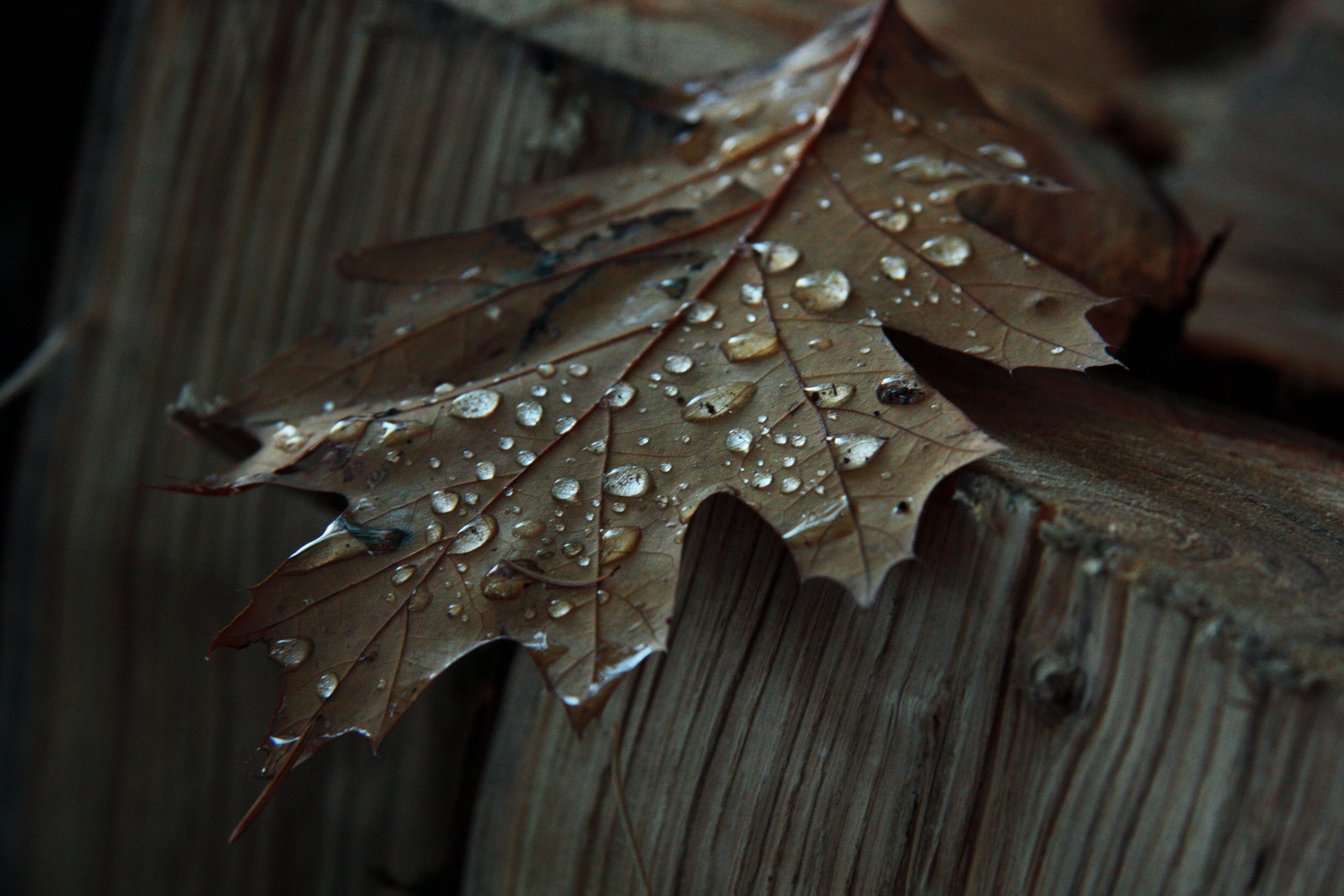 Herbstliches Blatt