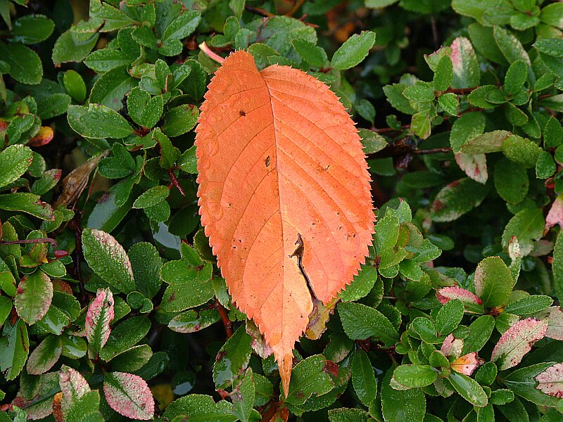 Herbstliches Blatt im Morgentau