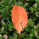 Herbstliches Blatt im Morgentau