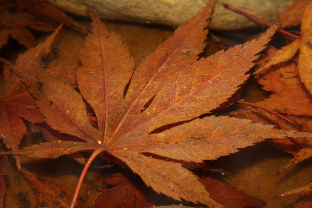 herbstliches Blatt unter der Wasseroberfläche