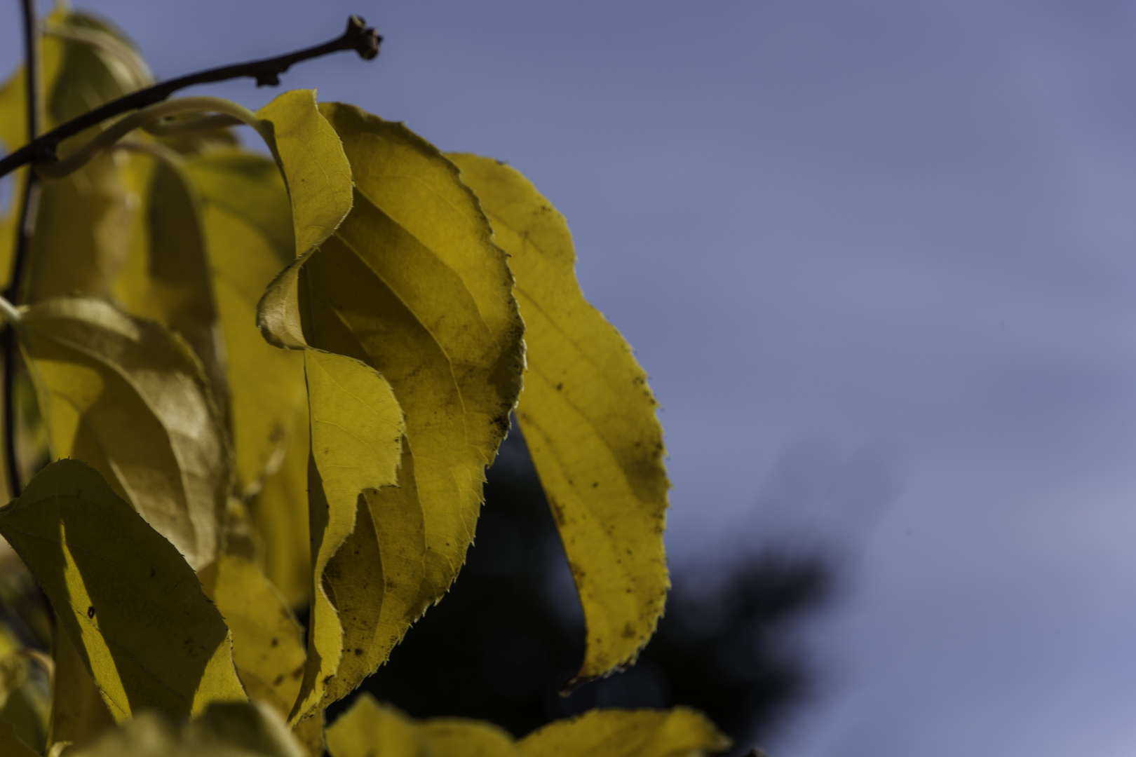 Herbstliches Blau