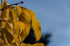 Herbstliches Blau