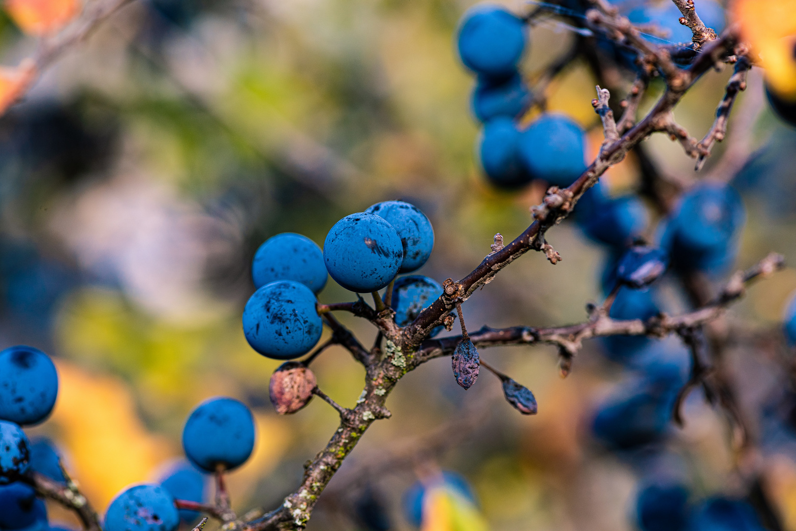 Herbstliches blau