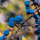 Herbstliches blau