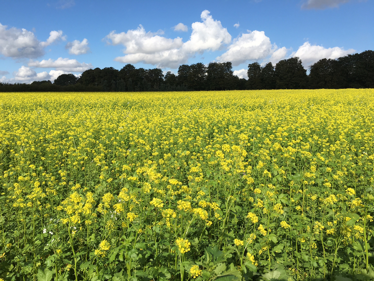 Herbstliches Blütenmeer auf dem Feld