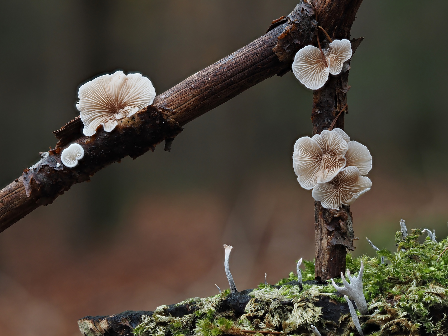 Herbstliches "Blumen-Gesteck"